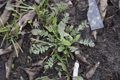 Capsella bursa-pastoris