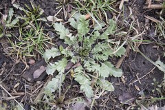 Capsella bursa-pastoris