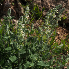 Salvia dominica