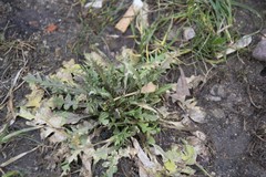 Capsella bursa-pastoris