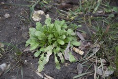 Thlaspi arvense