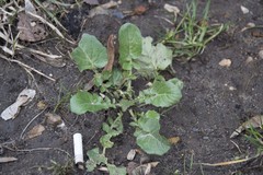 Barbarea vulgaris