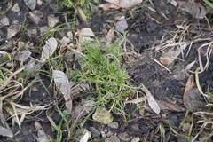 Tripleurospermum inodorum