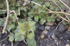 Urtica dioica