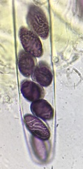 Ascobolus michaudii