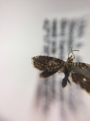 Dichrorampha leopardana