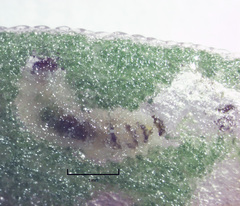 Hypurus bertrandi