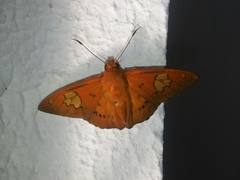 Euriphellus euribates