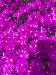Lampranthus productus