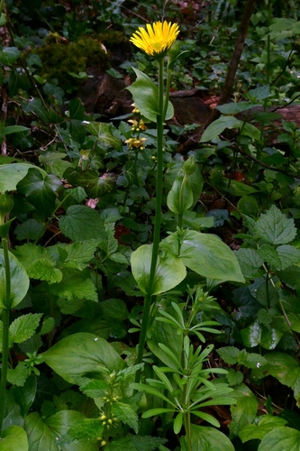 Doronicum plantagineum, photograph 3