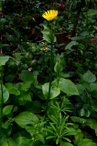 Doronicum plantagineum, photograph 4