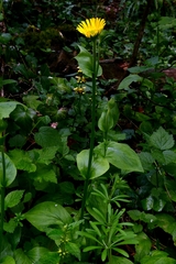 author not stated, no rights reserved Doronicum plantagineum, photograph author not stated, no rights reserved