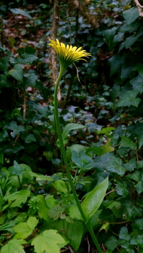 Doronicum plantagineum, photograph 5