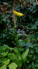 author not stated, no rights reserved Doronicum plantagineum, photograph author not stated, no rights reserved