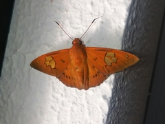 Euriphellus euribates