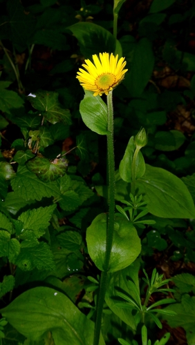 Doronicum plantagineum, photograph 6