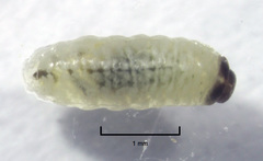 Hypurus bertrandi
