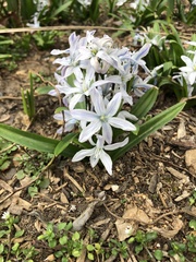 Scilla mischtschenkoana