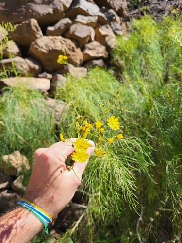 Sonchus leptocephalus, photograph 2