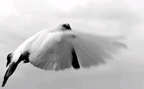 Rock Pigeon