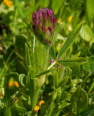 Trifolium dasyurum