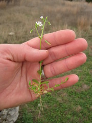 Cerastium brachypodum