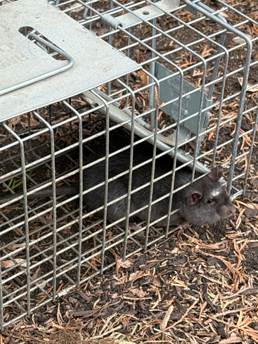 クマネズミ