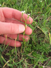 Cerastium brachypodum