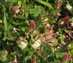 Trifolium eriosphaerum