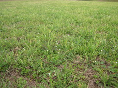 Cerastium brachypodum