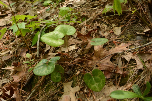 Sandhills Heartleaf (Asarum sorriei)
