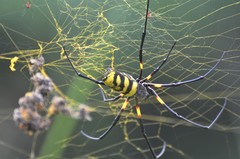 Trichonephila turneri