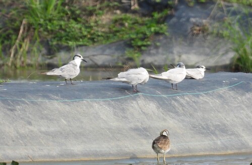 iNaturalist: (c) garlice99, some rights reserved (CC BY-NC), uploaded by garlice99 iNaturalist image