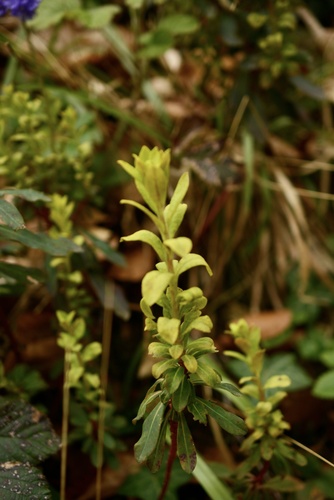 Endophyllum euphorbiae-sylvaticae, 2026-04-03