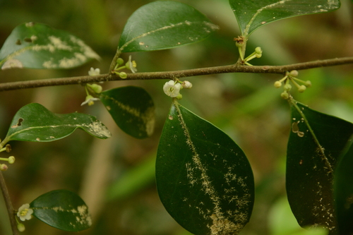 Large Gallberry (Ilex coriacea)