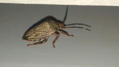 Antiteuchus macraspis