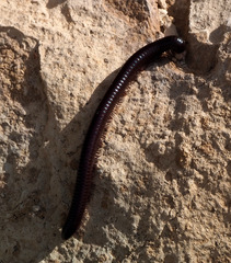 Archispirostreptus syriacus