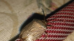 Antiteuchus macraspis