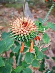 Leonotis nepetifolia nepetifolia