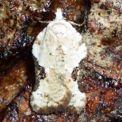 Acleris subnivana