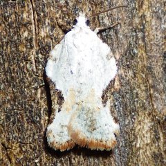 Acleris subnivana