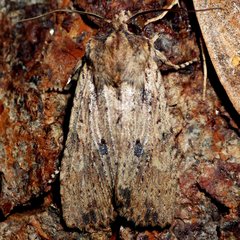 Lithophane patefacta