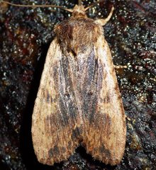 Lithophane patefacta