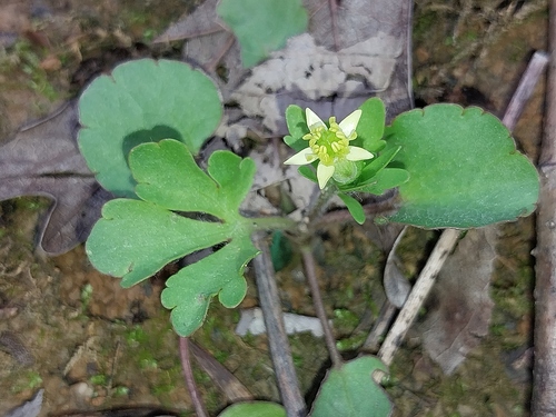 Ranunculus micranthus, photograph 6