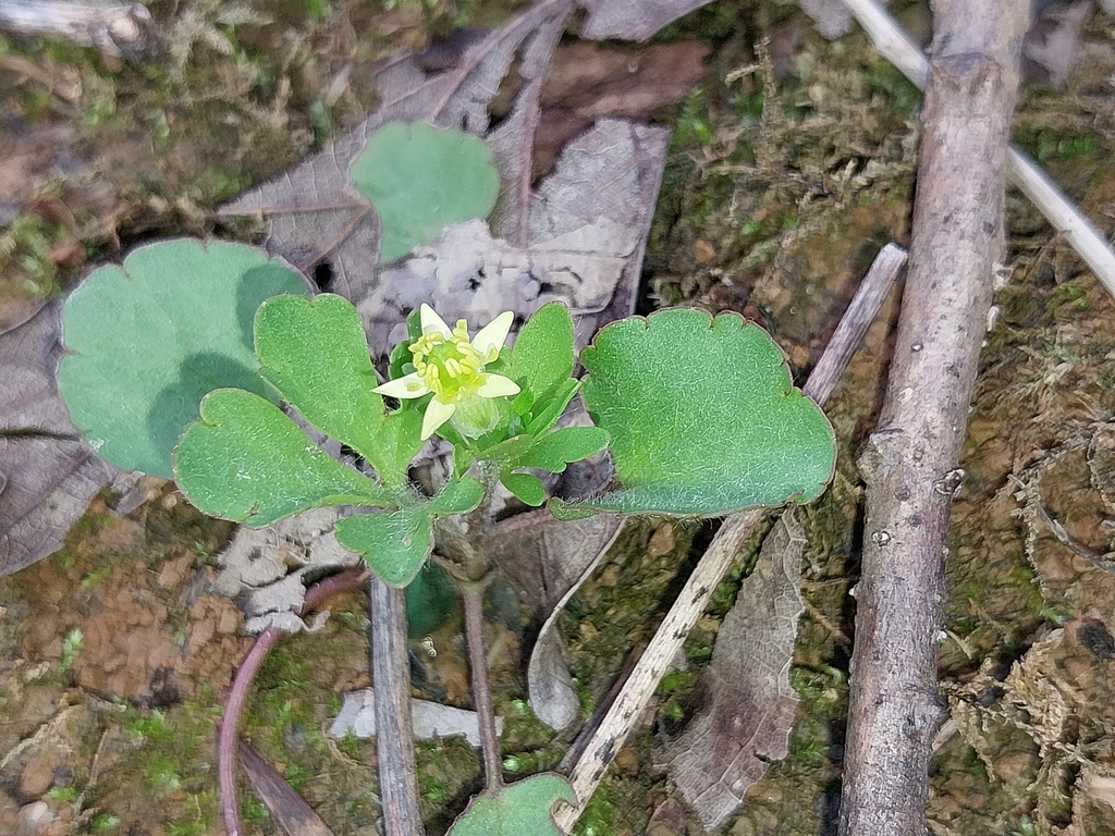 Ranunculus micranthus; photograph (c) Lindsey G., some rights reserved (CC BY)