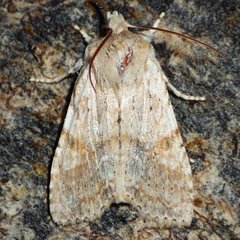 Lithophane bethunei