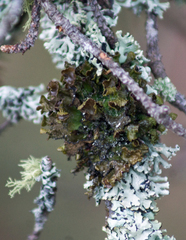 Tuckermanopsis americana