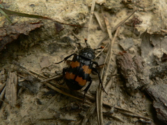 Nicrophorus interruptus