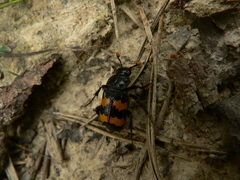Nicrophorus interruptus