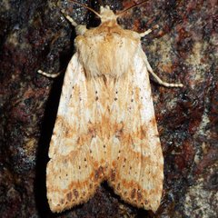 Lithophane bethunei